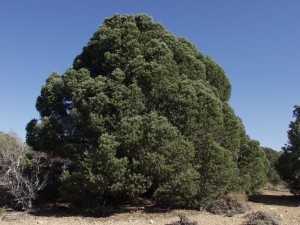A picture of a Pinyon Pine.