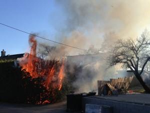 A large shrub adjacent to a residential fence and landscape is engulfed in flames. 