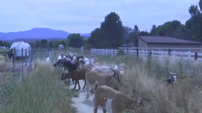 A picture of goats grazing among weeds.