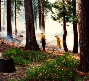 Imagen de dos representantes de una agencia de bomberos encendiendo agujas de pino con antorchas de goteo en un bosque. 