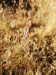 A picture of dried cheatgrass in the field