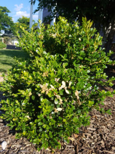 A picture of a Japanese Boxwood shrub