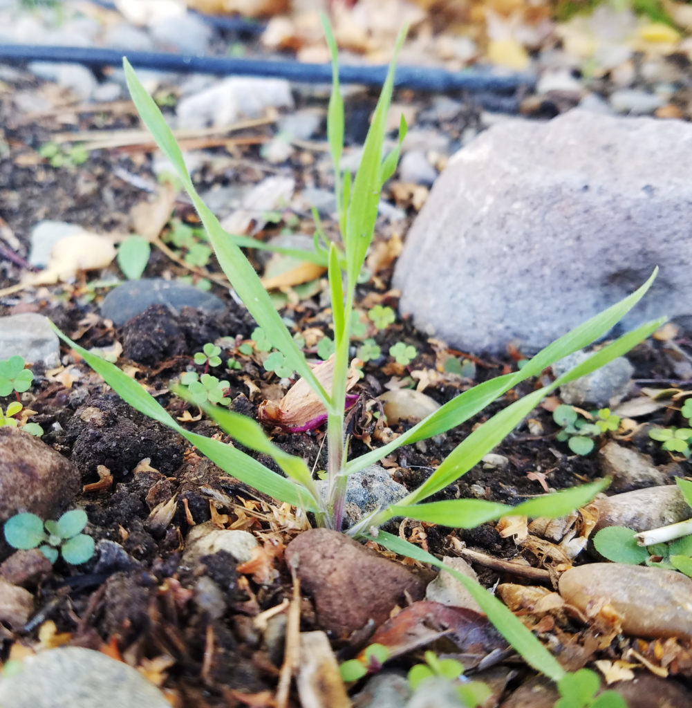 Picture of germinated cheatgrass in the fall