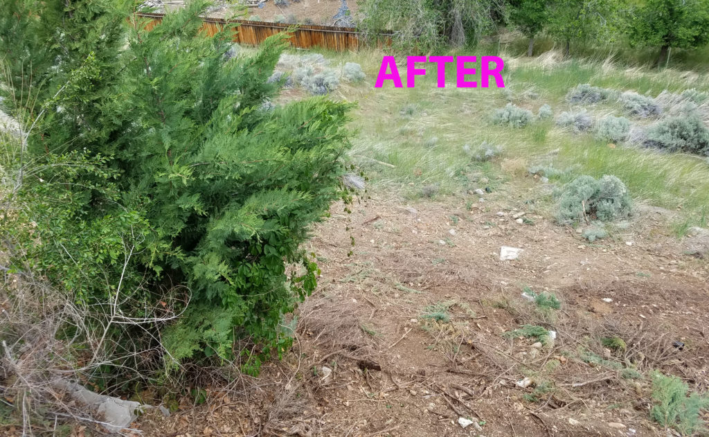 A picture of an evergreen tree with bare dirt next to it the word "after" is on the photo