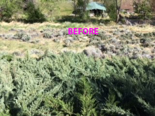 a picture with the word "before". the picture shows thick junipers on the ground . 