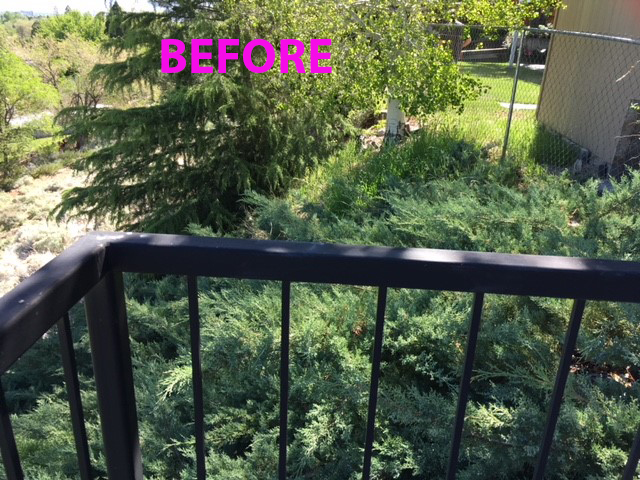 a picture of a hand railing, and junipers and an evergreen