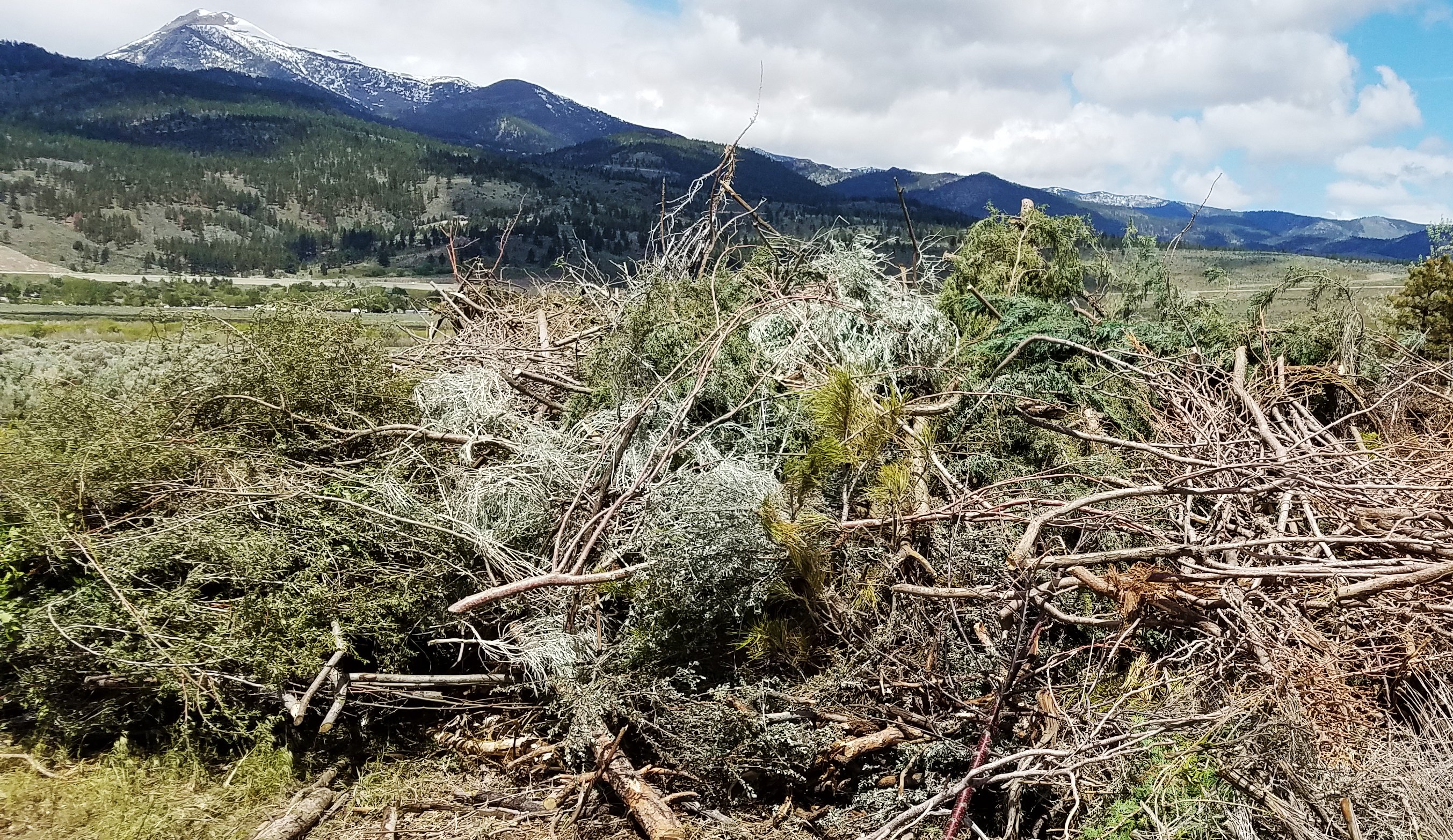 A picture of cut vegetation in a pile on the ground with mountains in the background.